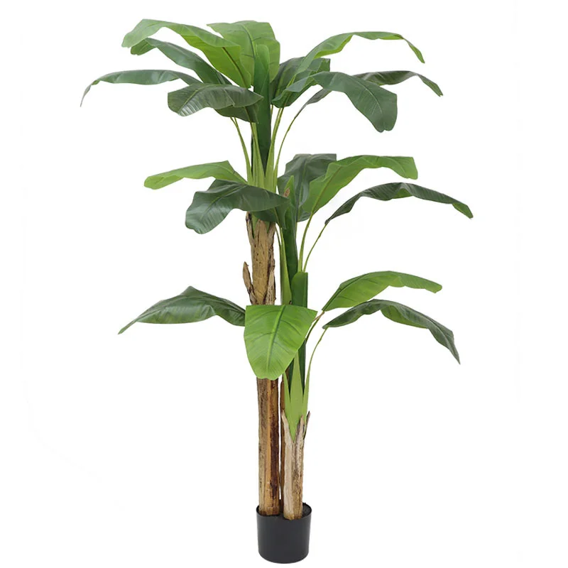 180cm/210cm Büyük Muz Ağacı Sa - Bonsai Garden Restaurant incelemesi ve fiyatı